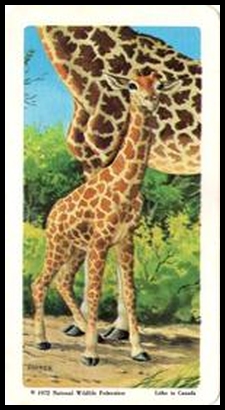 72BBATY 45 Giraffe